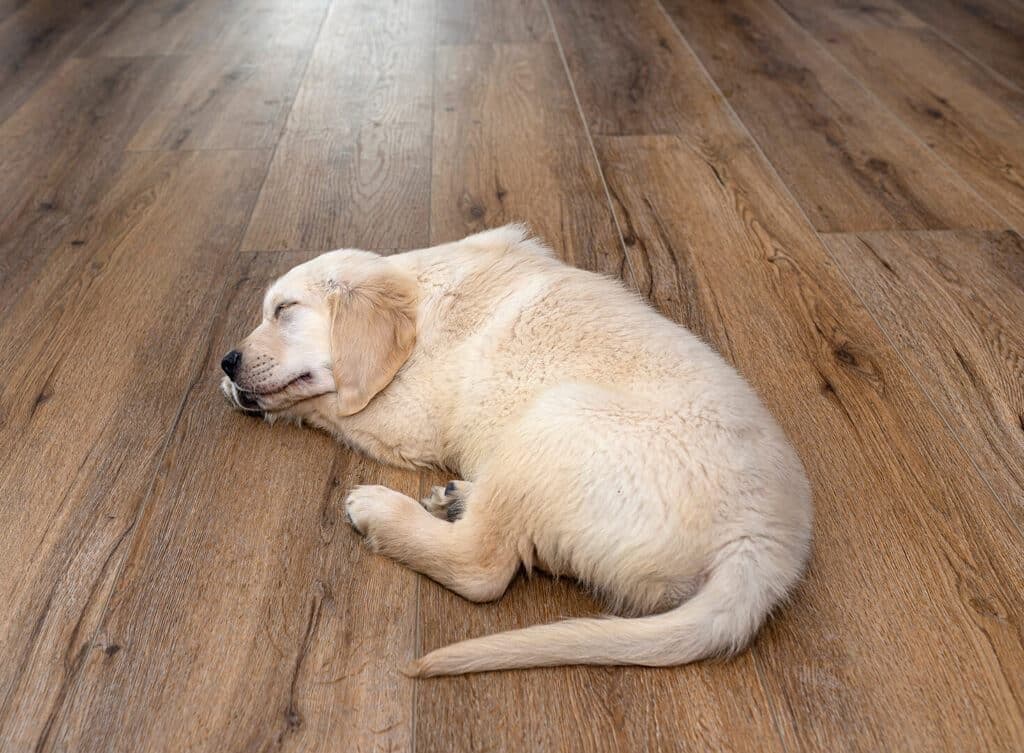dog sleeping