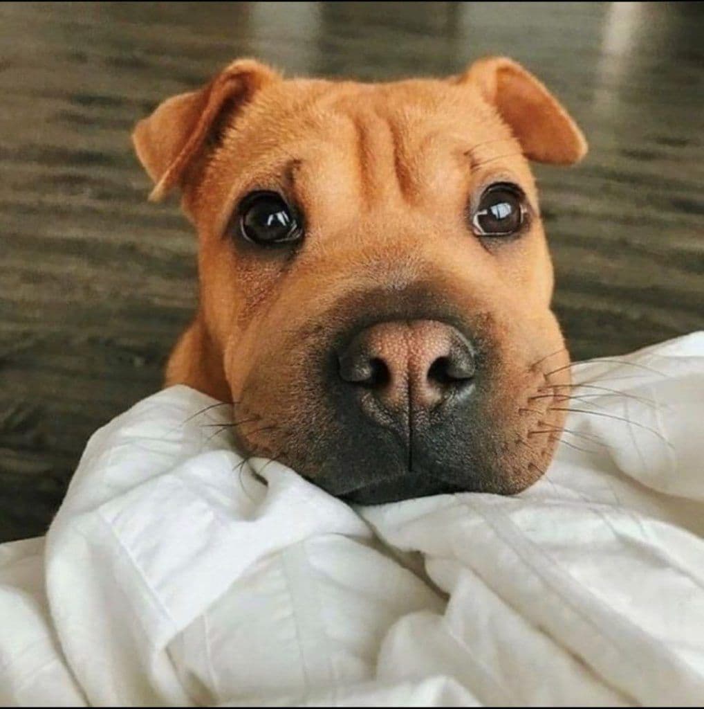 Blog_FloorsEvenYourDogWillLove