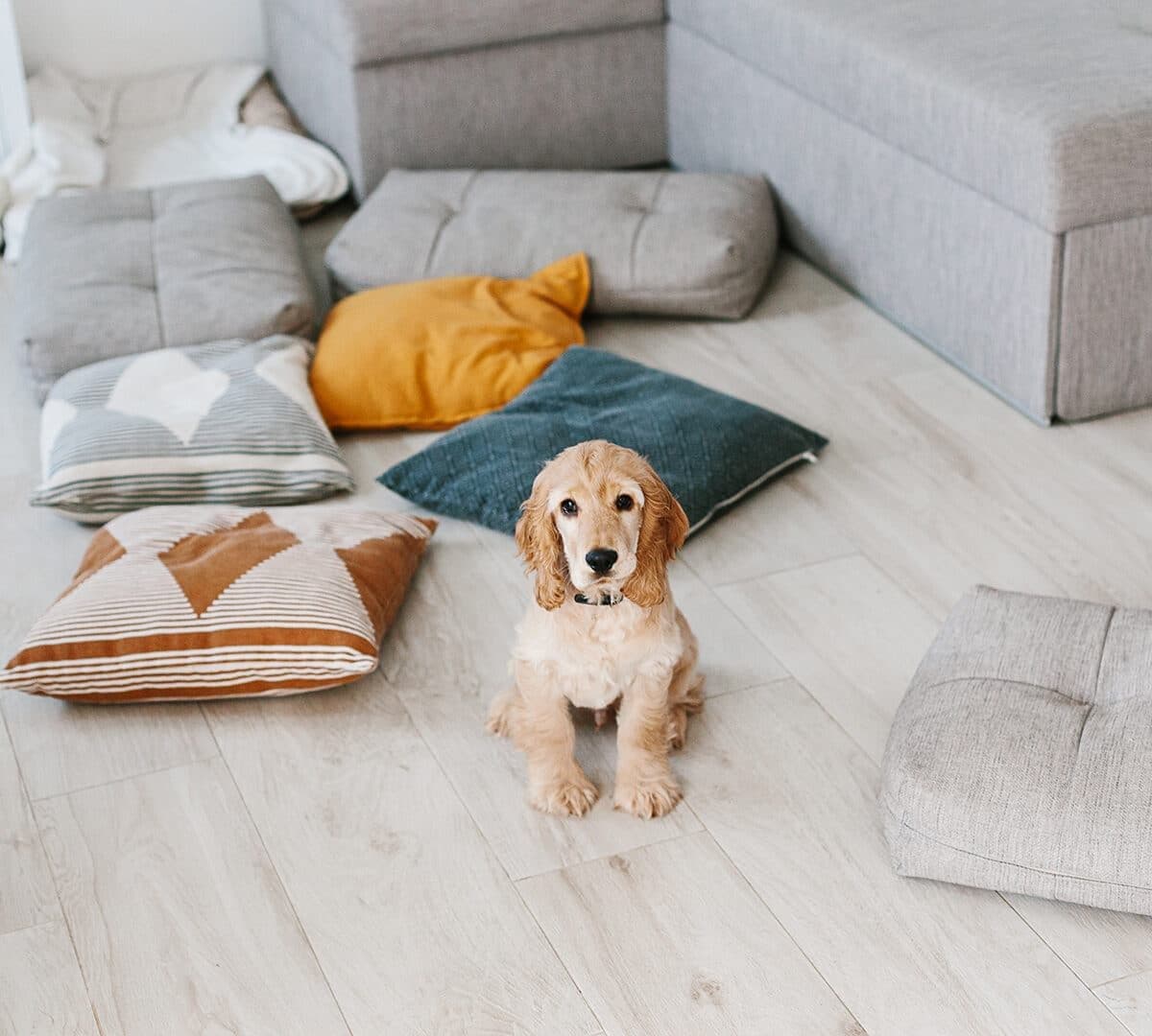 Puppy on floor
